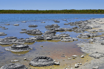 Australia, WA, Stromatolites