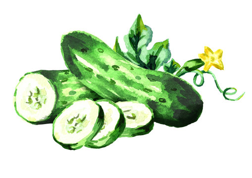 Cucumbers. Watercolor hand drawn illustration, isolated on white background