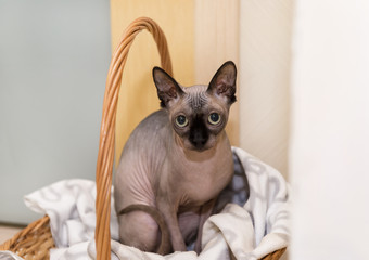 cat sitting in the basket and looking straight into the camera, bald cat canadian Sphynx, pet