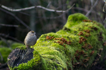 Bird on a moss covered log