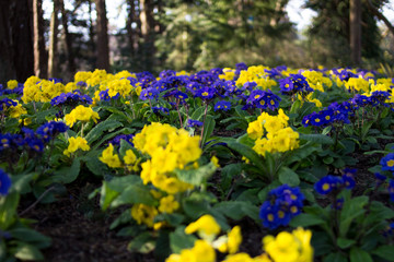 Obraz premium Blue and Yellow Flowers