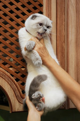Female hands holds a British Shorthair cat. Cat do not like it and she's angry