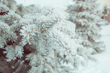  tree fir branches in