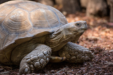  portrait of a leopard tortoise (Stigmochelys pardalis) together with some stones