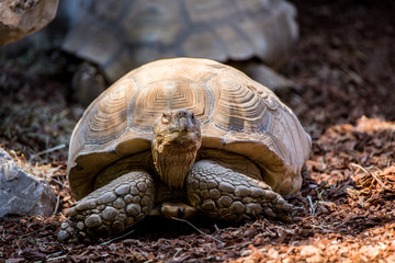  portrait of a leopard tortoise (Stigmochelys pardalis) together with some stones