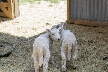Fototapeta premium two little lambs in a barn