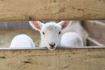 baby lamb looking through fence