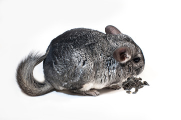 Chinchilla holds a flower, a mimosa in her paws