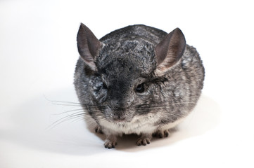 Chinchilla holds a flower, a mimosa in her paws