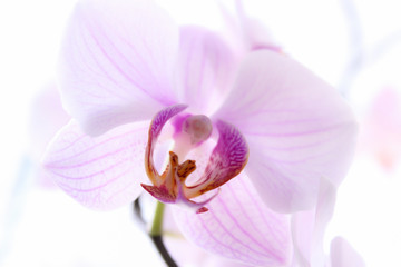 Naklejka na ściany i meble Sweet color orchid in soft color and blur style for background