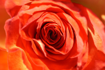 a red-yellow rose in close-up
