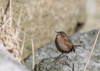 Eurasian wren, Troglodytes troglodytes. Bird sitting on a rock looking to the left, copy space on left side.
