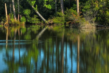 Trunk Reflections in Norfolk