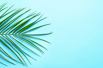Beautiful tropical Sago palm leaf on color background, top view