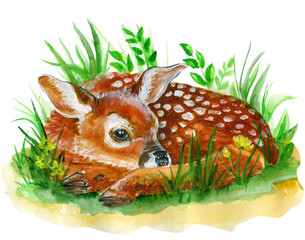 Cute little baby deer watercolor illustration