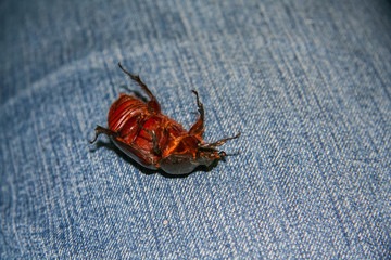 May bug on a summer evening