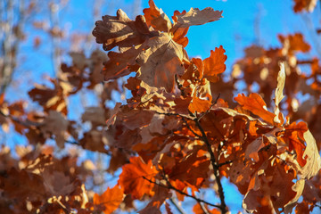 dried oak leaves