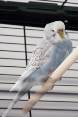 light blue budgie is sitting in its cage