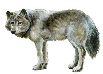 Watercolor painted illustration gray wolf