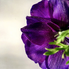 Violet flower - 197681579