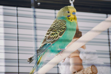 turquoise male budgie is sitting in its cage