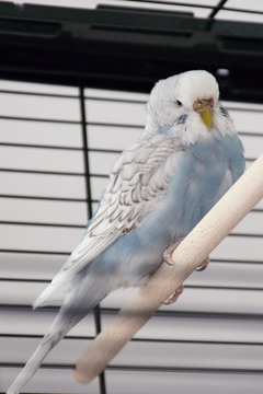 Light Blue Budgie Is Sitting In Its Cage