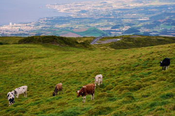 calves and cows on a green meadow with a view to Ponta Delgada landscape in the background 