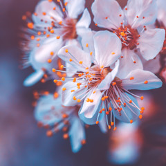 Obrazy na Szkle  Delikatne kwitnienie wiśni
