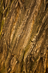 Obraz premium The texture of the tree bark