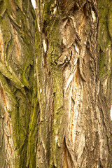 The texture of the tree bark