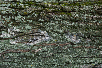 The texture of the tree bark