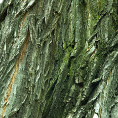 The texture of the tree bark