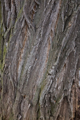 The texture of the tree bark