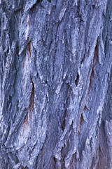 The texture of the tree bark