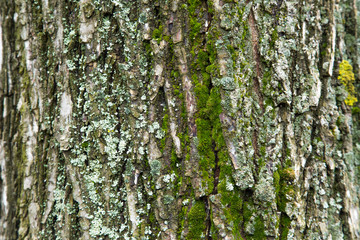 Obraz premium The texture of the tree bark
