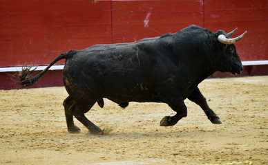 toro en españa