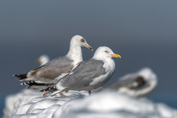 Herring gulls were sitting on frozen and snow-white breakwaters. Concept vacation and travel or animals