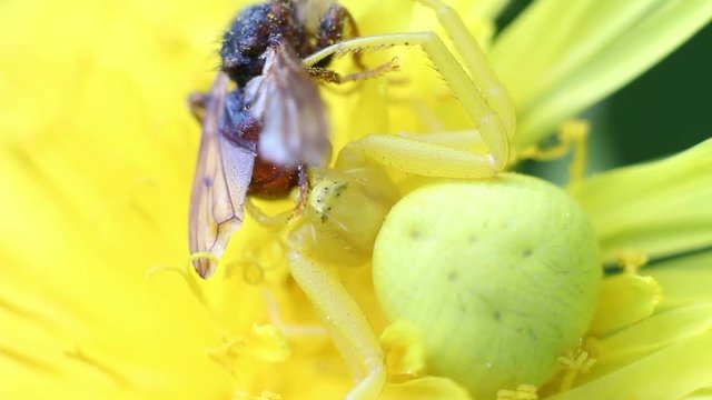 Goldenrod crab spider (lat. Misumena vatia), eats the caught fly, selective focus with shallow depth of field
