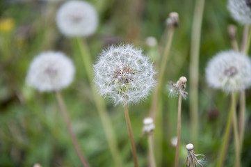 A close-up of the dandelion flower