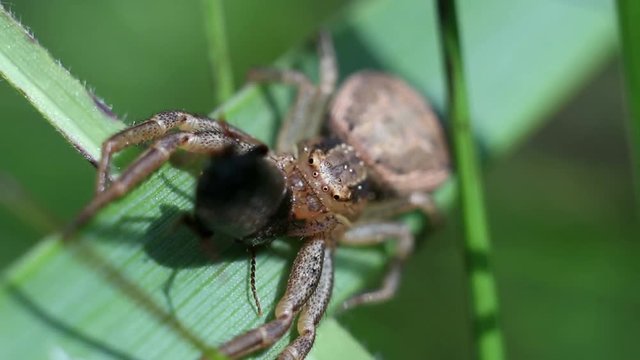 Ground crab spider, Xysticus feeding on caught beetle  