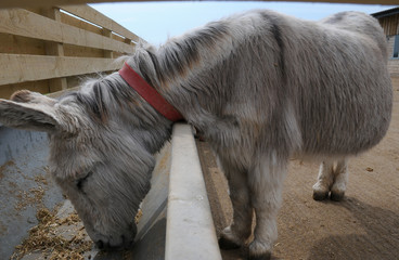 a donkey eating from a feeding trough