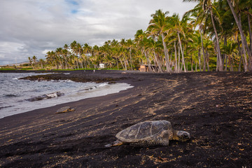 Obraz premium Hawaiian Green Sea Turtle relaxing on a Black Sand Beach in Hawaii