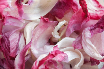 Pink petals of a tulip, close-up