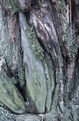 The texture of the tree bark
