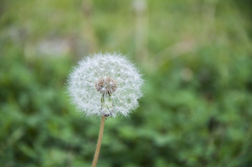 A beautiful single dandelion flower