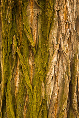 The texture of the tree bark