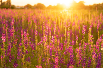 Naklejka premium Lupines flowers