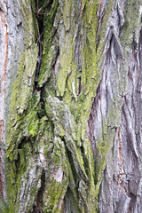 The texture of the tree bark