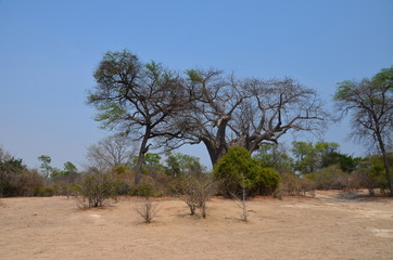 Obraz premium The African landscape. Baobab. Zimbabwe