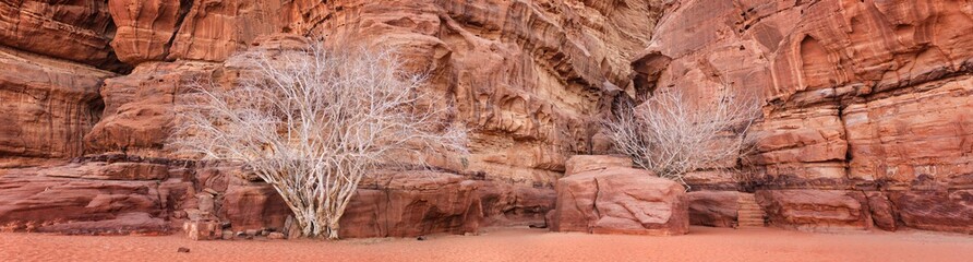 panorama of red rocks canyon with dead trees in Jordan
